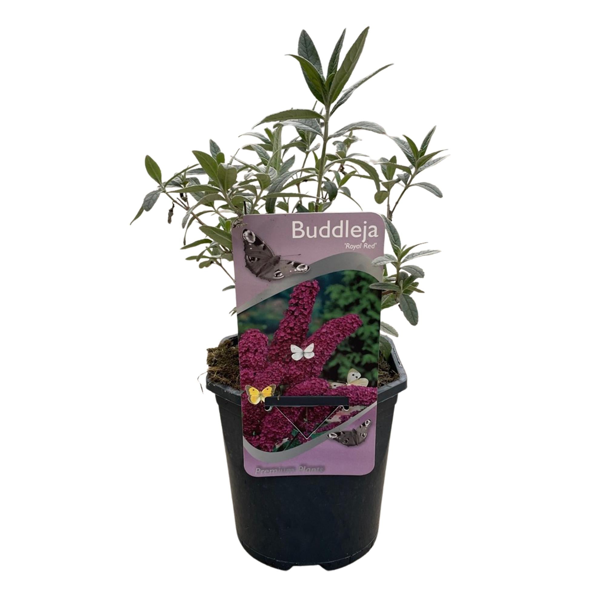 Schmetterlingsstrauch - Buddleja davidii Royal Red - Blume Rot - 1 Pflanze - Laubabwerfend - Schmetterlingsanziehend - Topf 17cm Höhe 25cm