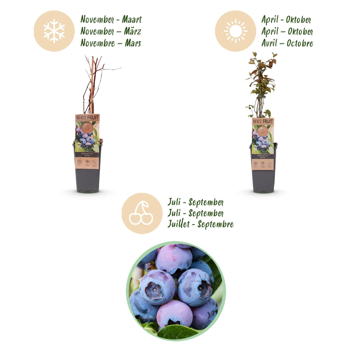 Zwei Everspring Heidelbeerpflanzen Vaccinium corymbosum &