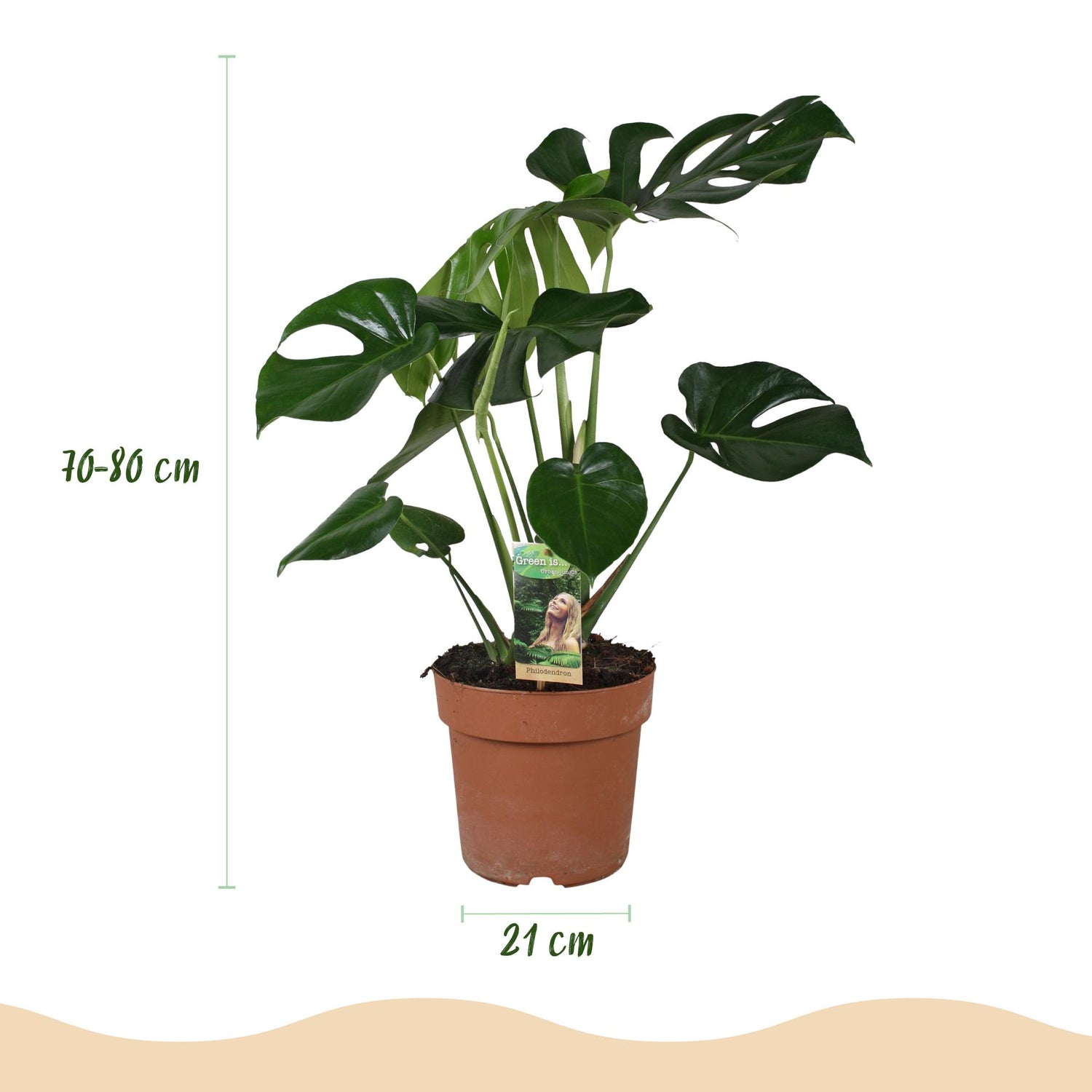 Everspring Monstera Deliciosa Pflanze im weißen oder grauen Topf, 70-80cm hoch, 21cm Topf, mit grünen Blättern.