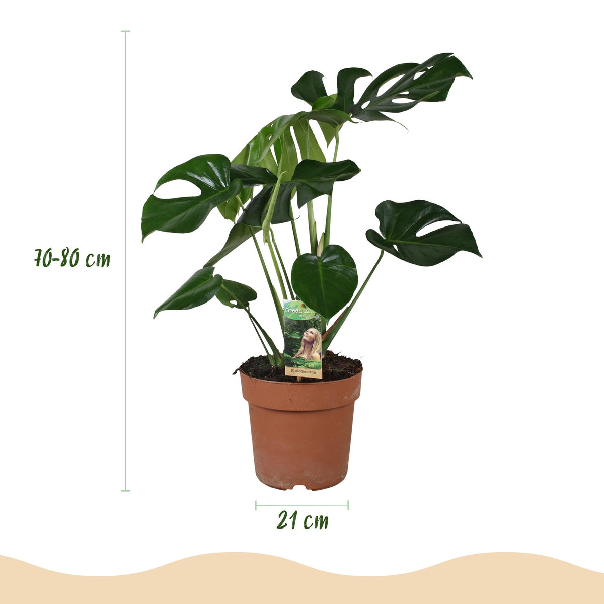 Everspring Monstera Deliciosa Pflanze im weißen oder grauen Topf, 70-80cm hoch, 21cm Topf, mit grünen Blättern.
