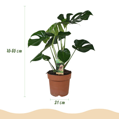 Everspring Monstera Deliciosa Pflanze im weißen oder grauen Topf, 70-80cm hoch, 21cm Topf, mit grünen Blättern.