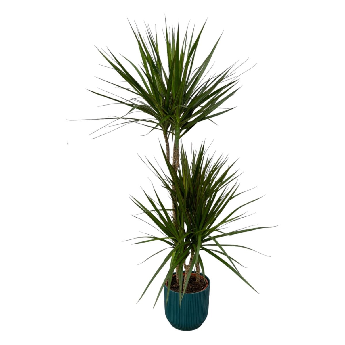 Dracaena Marginata kaufen – Drachenbaum mit Topf oder Korb - Wurzelwerk Design