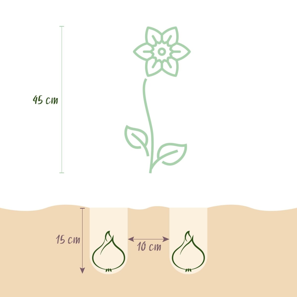 Blumenzwiebeln Narzisse Replete | 10 Stück Weiß - Orange – Zwiebelgröße 10/12 – XXL Pack - Wurzelwerk Design