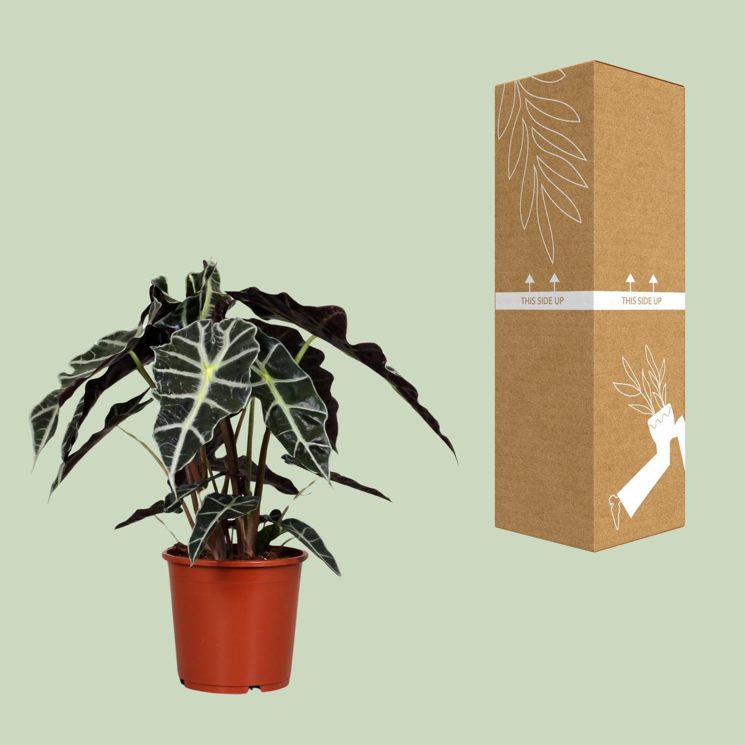 Alocasia Polly Pflanze von Everspring, grüne Blätter, Ø17cm Topf, Höhe ca. 45cm, Zimmerpflanze, Nahaufnahme