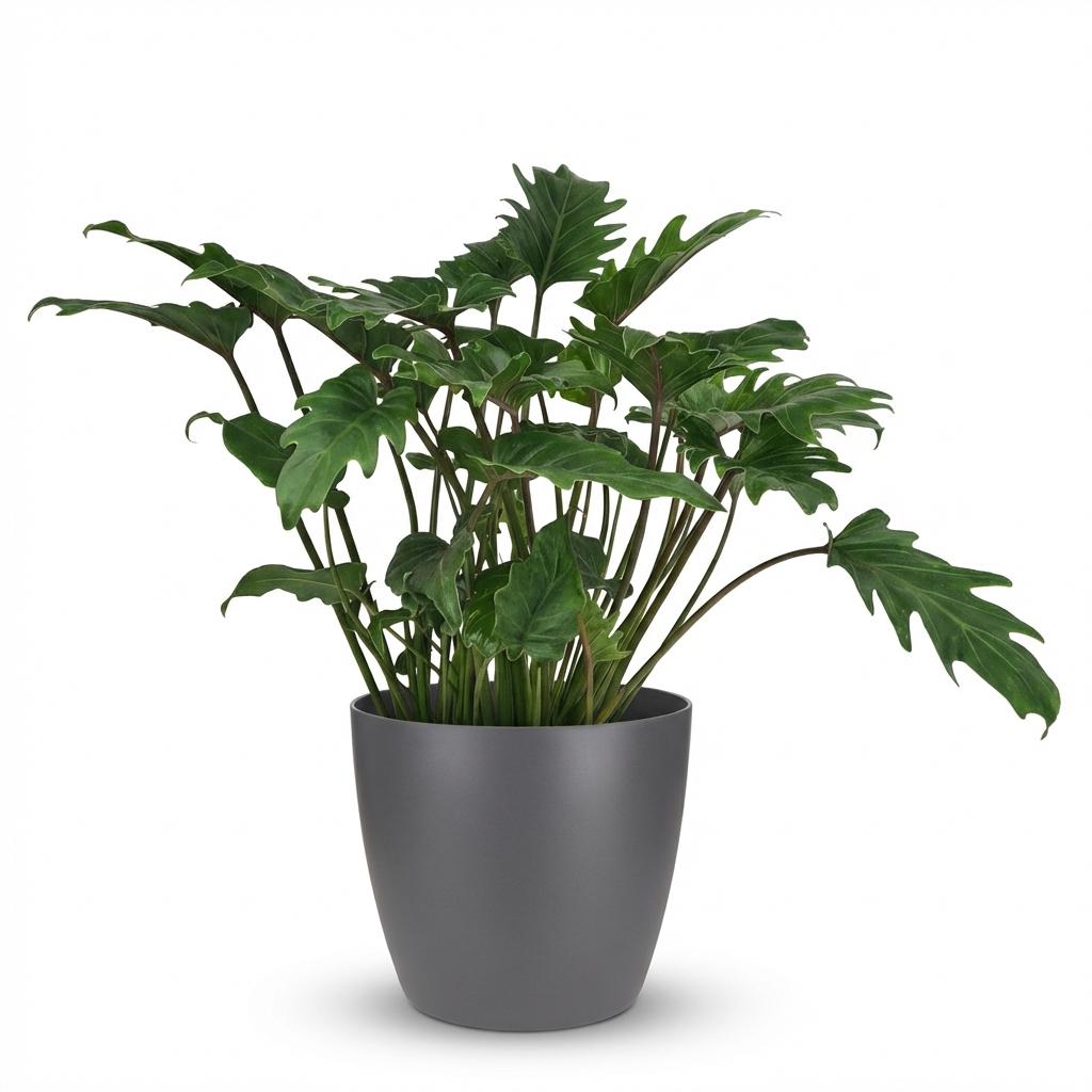 Philodendron Xanadu kaufen | Zimmerpflanze – Topf Ø 19 cm, Höhe 60 cm - Wurzelwerk Design