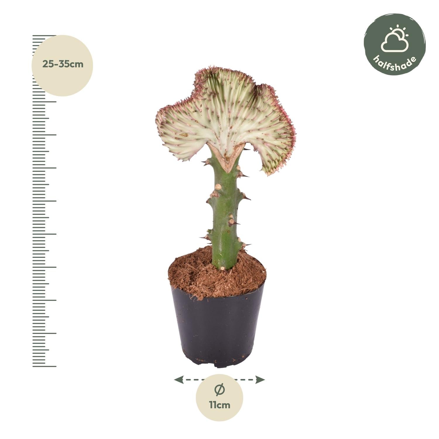 Euphorbia lactea Cristata rot Pflanze von Everspring, 30 cm hoch, mit gekrümmten, rot gefärbten Kristata-Wuchsformen, Topf ø10,5 cm