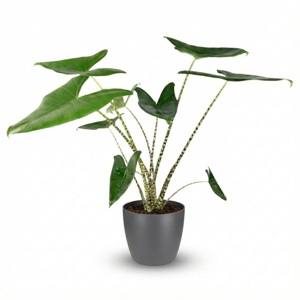 Alocasia zebrina Elefantenohr Pflanze, 70–75 cm, mit grauem Topf, grüne Blätter mit markanten Zebramustern, Everspring