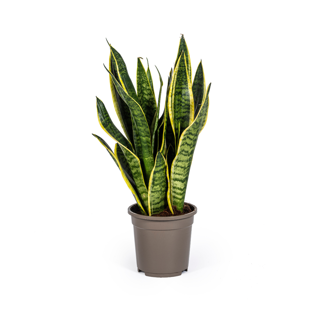 Sansevieria Futura Superba | 45–55 cm Bogenhanf
