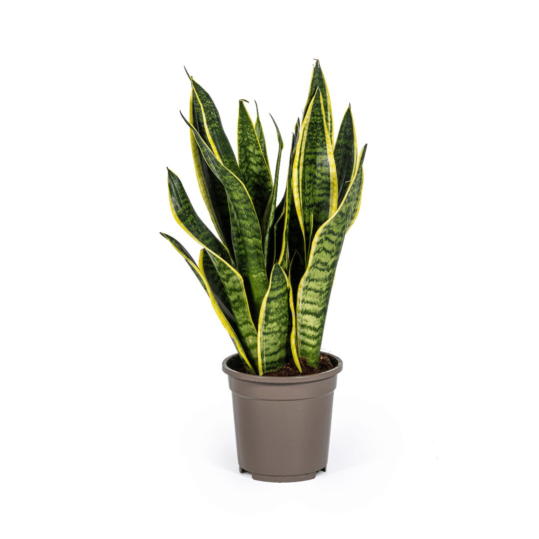 Sansevieria Futura Superba | 45–55 cm Bogenhanf - Wurzelwerk Design