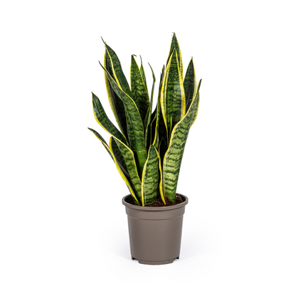 Sansevieria Futura Superba | 45–55 cm Bogenhanf