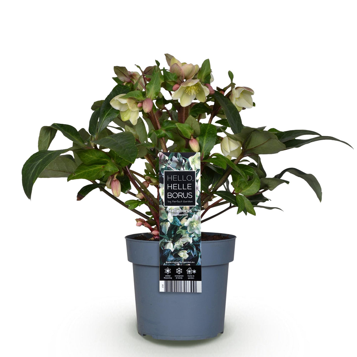 Helleborus &