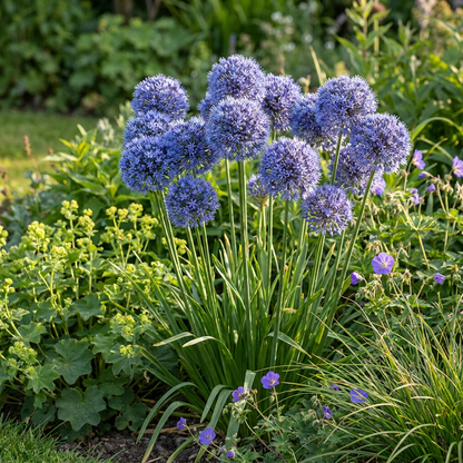 Blauer Kugellauch – Allium caeruleum online kaufen | 160 bis 320 Blumenzwiebeln, echtes Blau – Wurzelwerk Design