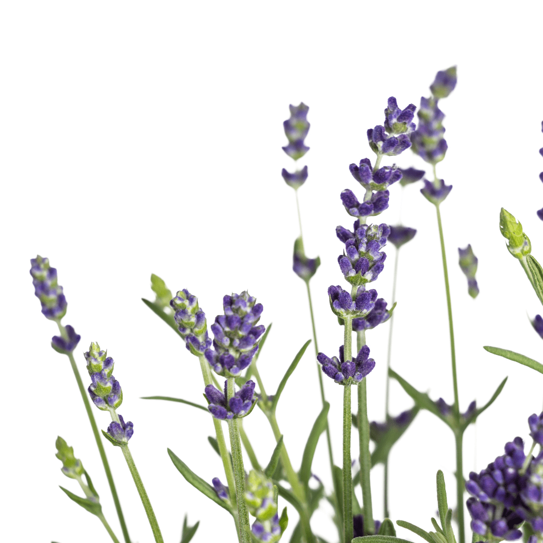 Lavandula angustifolia (8er - Set) – Echter Lavendel Ø19 cm | Duft &amp; Bienenliebe - Wurzelwerk Design