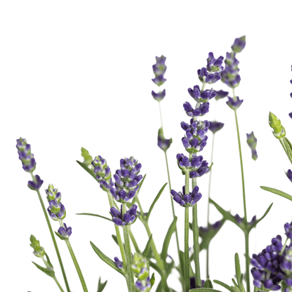 Lavandula angustifolia (8er - Set) – Echter Lavendel Ø19 cm | Duft &amp; Bienenliebe - Wurzelwerk Design