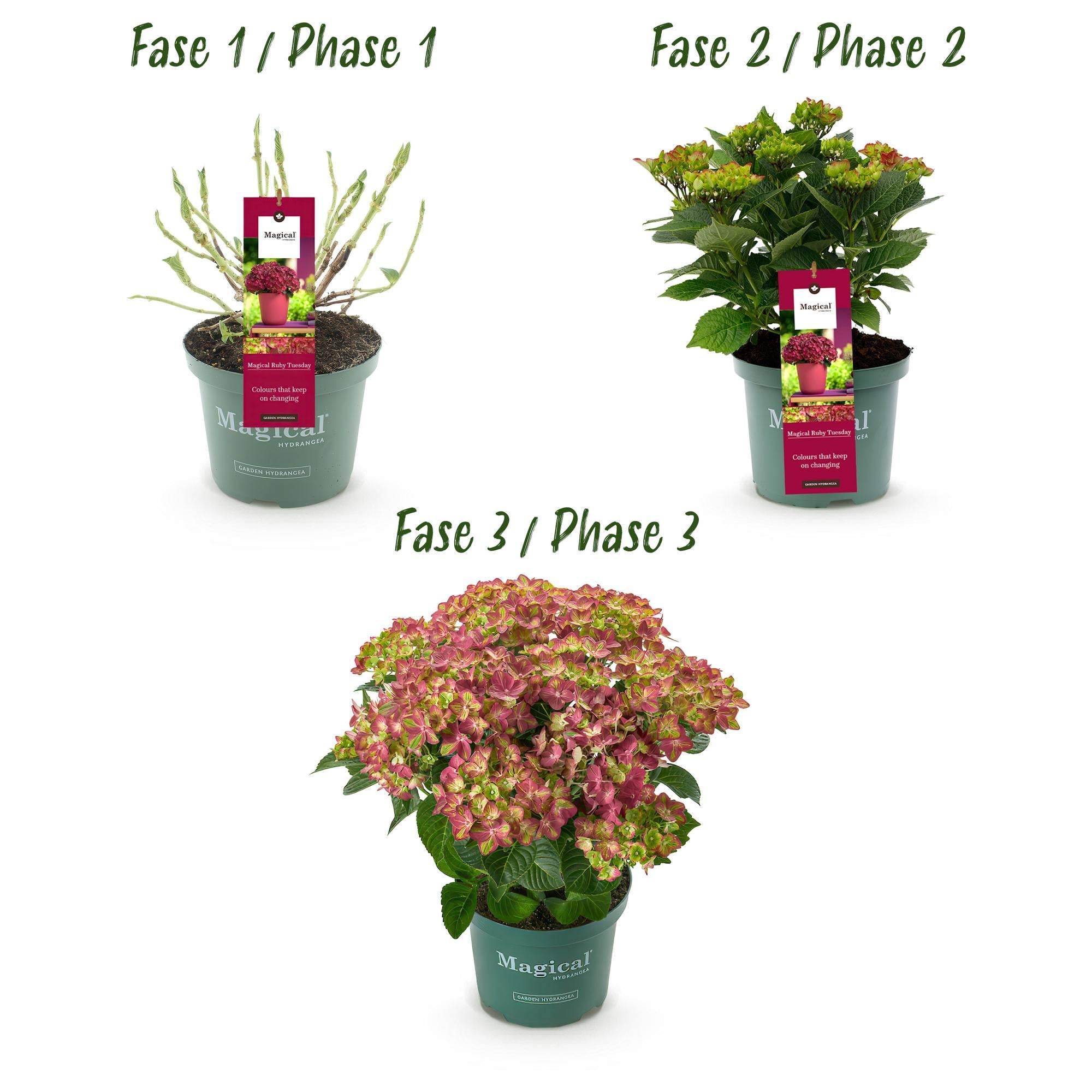 Hydrangea Magical Teusday &amp; Saphire in Topf, rote Hortensie mit 6-10 Blüten, Höhe 55cm, Everspring Pflanze