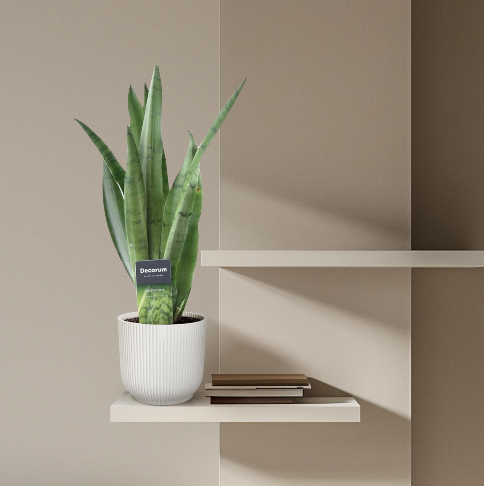 Sansevieria ‘Spearmint’ – 45 cm Bogenhanf in Mintgrün