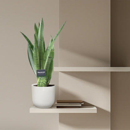 Sansevieria ‘Spearmint’ – 45 cm Bogenhanf in Mintgrün