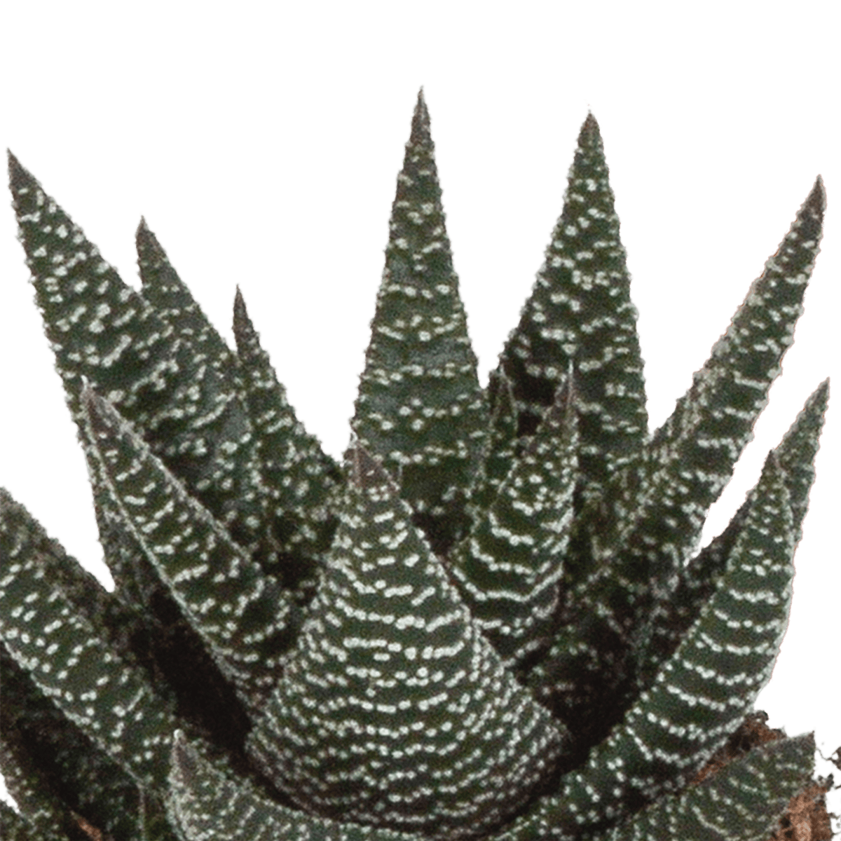 Drei Gasteria und Haworthia Sukkulenten in kleinen Pflanzengefäßen, Everspring, ca. 8,5 cm Durchmesser, ohne Topf.