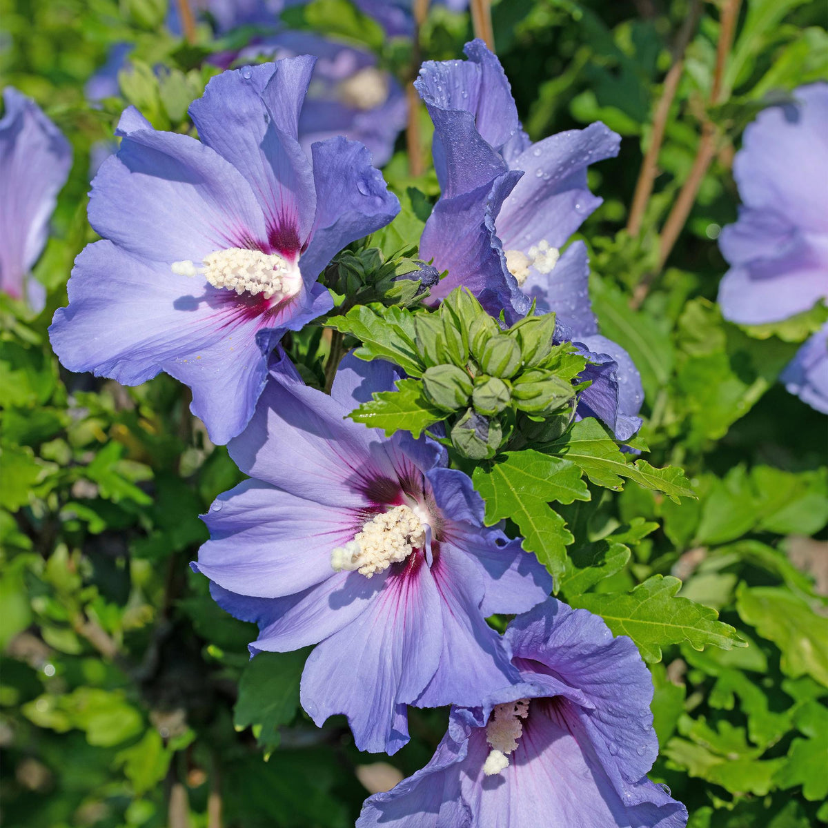 Hibiscus syriacus Oiseau Blue Pflanze mit blauer Blüte, Laubabwerfend, in Topf, ca. 45cm hoch, pflegeleicht, Everspring