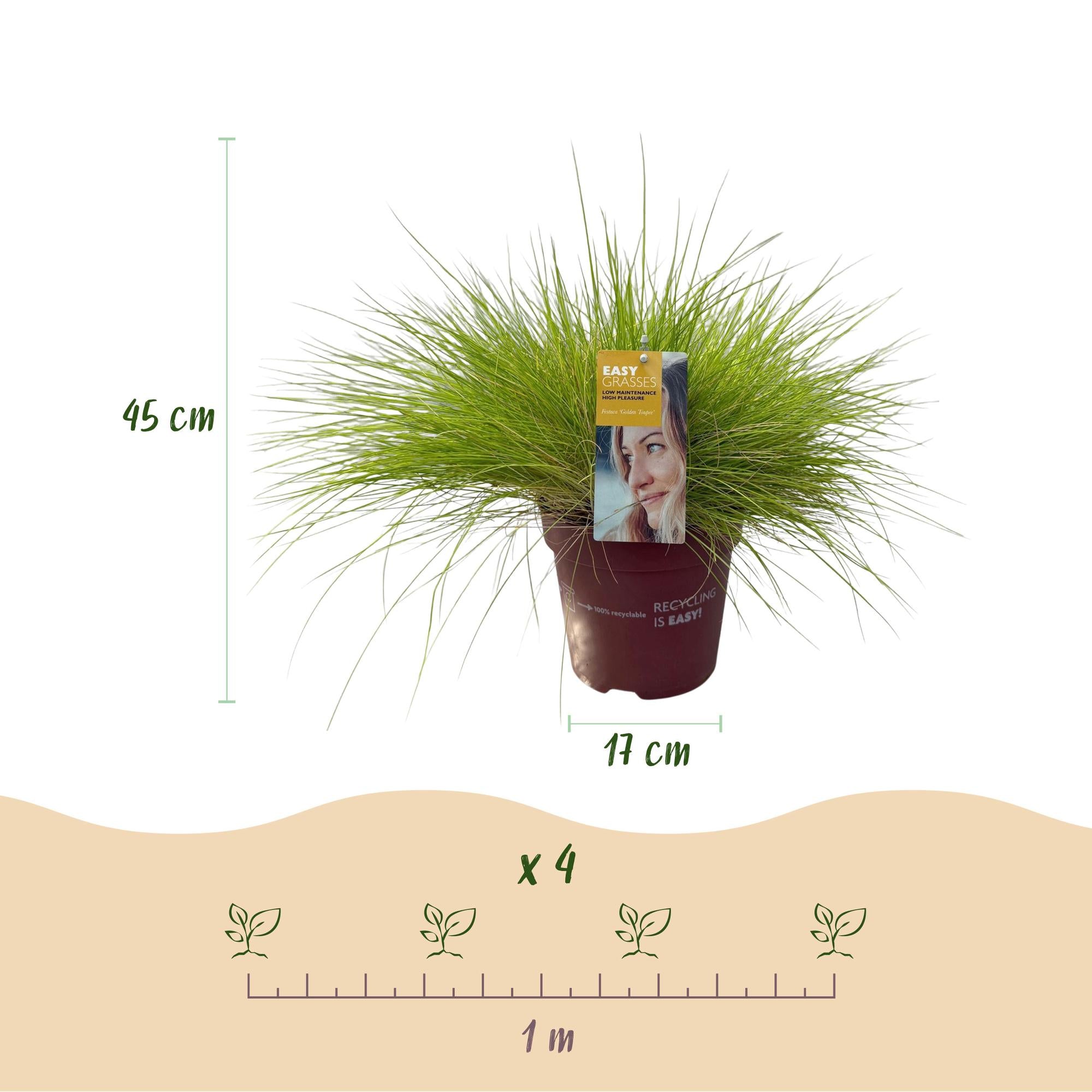Vier Everspring Ziergräser Festuca glauca Golden Toupee in Töpfen, immergrün, gelb, ca. 50cm hoch, pflegeleicht.