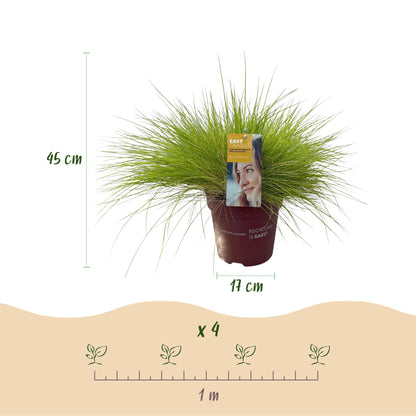 Vier Everspring Ziergräser Festuca glauca Golden Toupee in Töpfen, immergrün, gelb, ca. 50cm hoch, pflegeleicht.