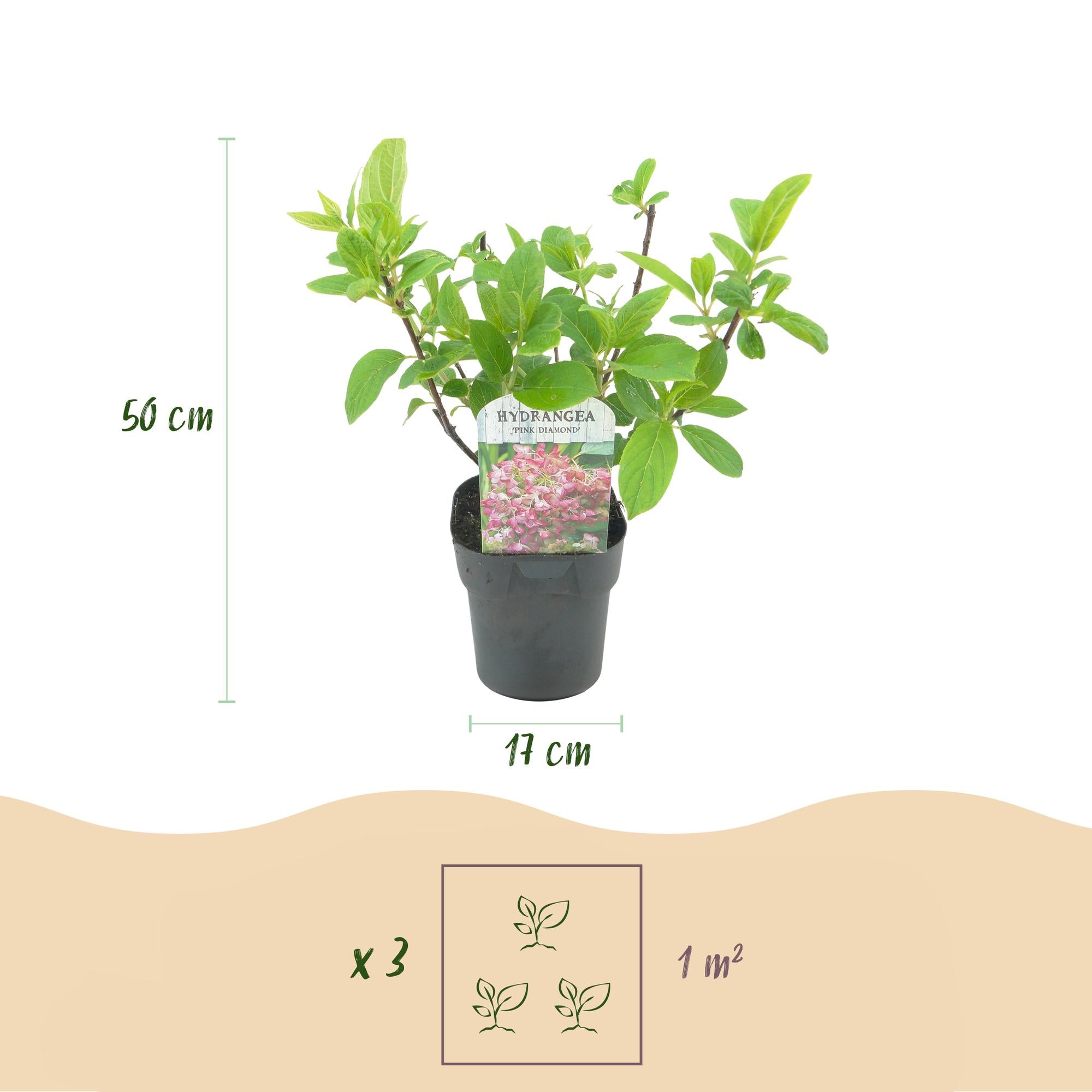 Rispenhortensie Pink Diamond von Everspring, weiß-rosa Blüten, 50cm hohe Pflanze in 17cm Topf, laubabwerfend, große Blüten.