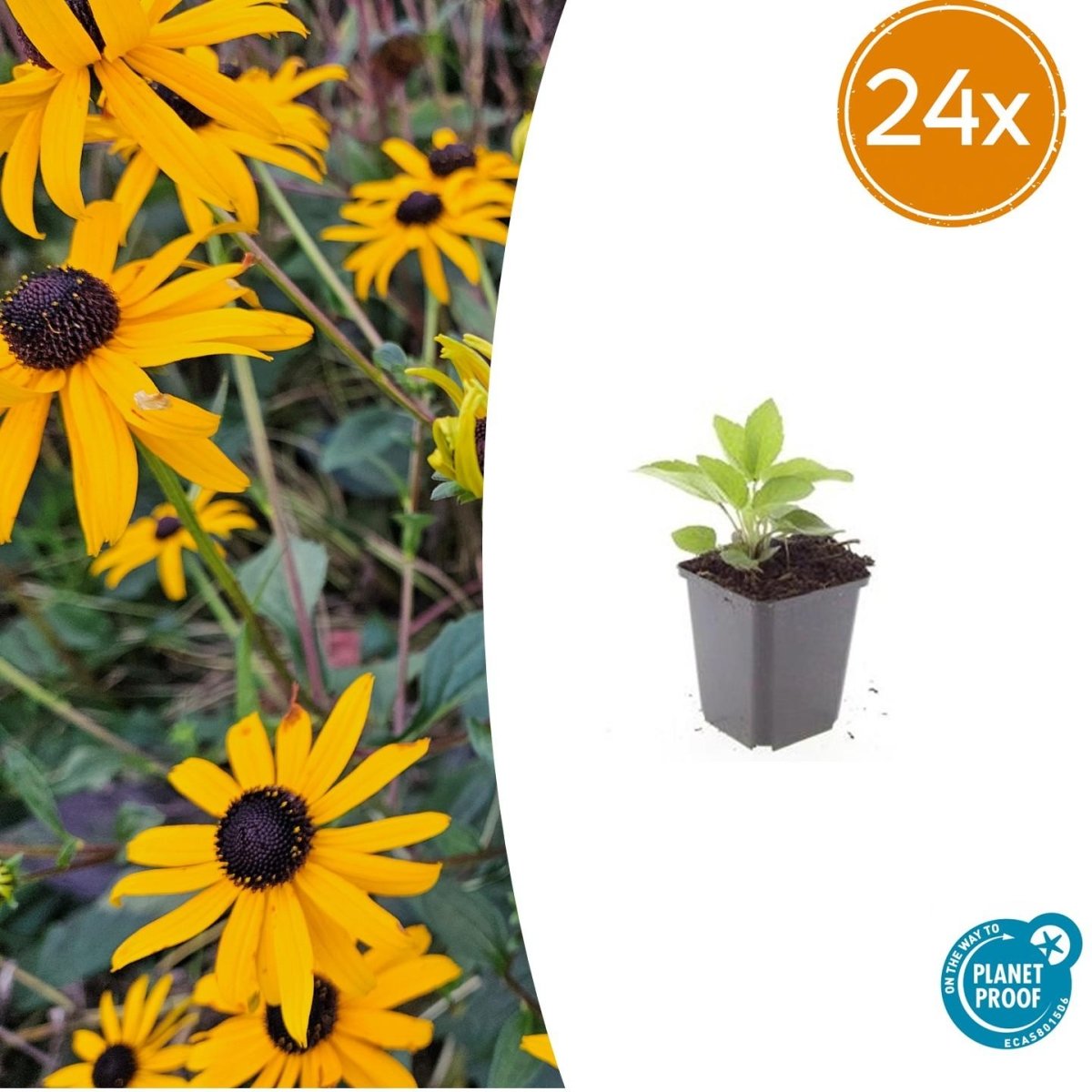 Rudbeckia fulgida ‘Goldsturm’ – 24 Pflanzen Ø 9 cm Höhe 10–25 cm – Winterharte Sonnenhut - Staude für sonnige Beete - Wurzelwerk Design