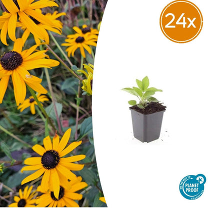 Rudbeckia fulgida ‘Goldsturm’ – 24 Pflanzen Ø 9 cm Höhe 10–25 cm – Winterharte Sonnenhut - Staude für sonnige Beete - Wurzelwerk Design