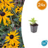 Rudbeckia fulgida ‘Goldsturm’ – 24 Pflanzen Ø 9 cm Höhe 10–25 cm – Winterharte Sonnenhut - Staude für sonnige Beete - Wurzelwerk Design