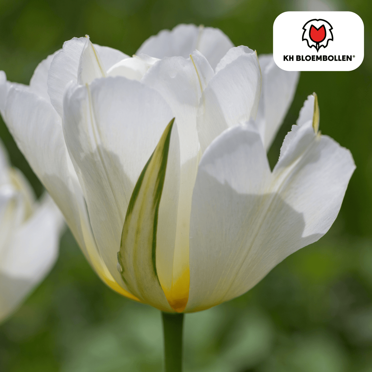 White Valley Tulpen – 20 Zwiebeln | Weiße gefüllte Blüten - Wurzelwerk Design
