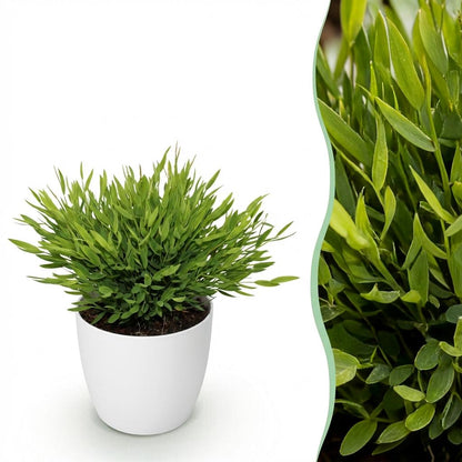 Bamusa Pogonatherum Monica Bambusgras im weißen Topf, haustierfreundliche Pflanze, 20cm hoch, mit Topf in Weiß, Anthrazit oder Korb