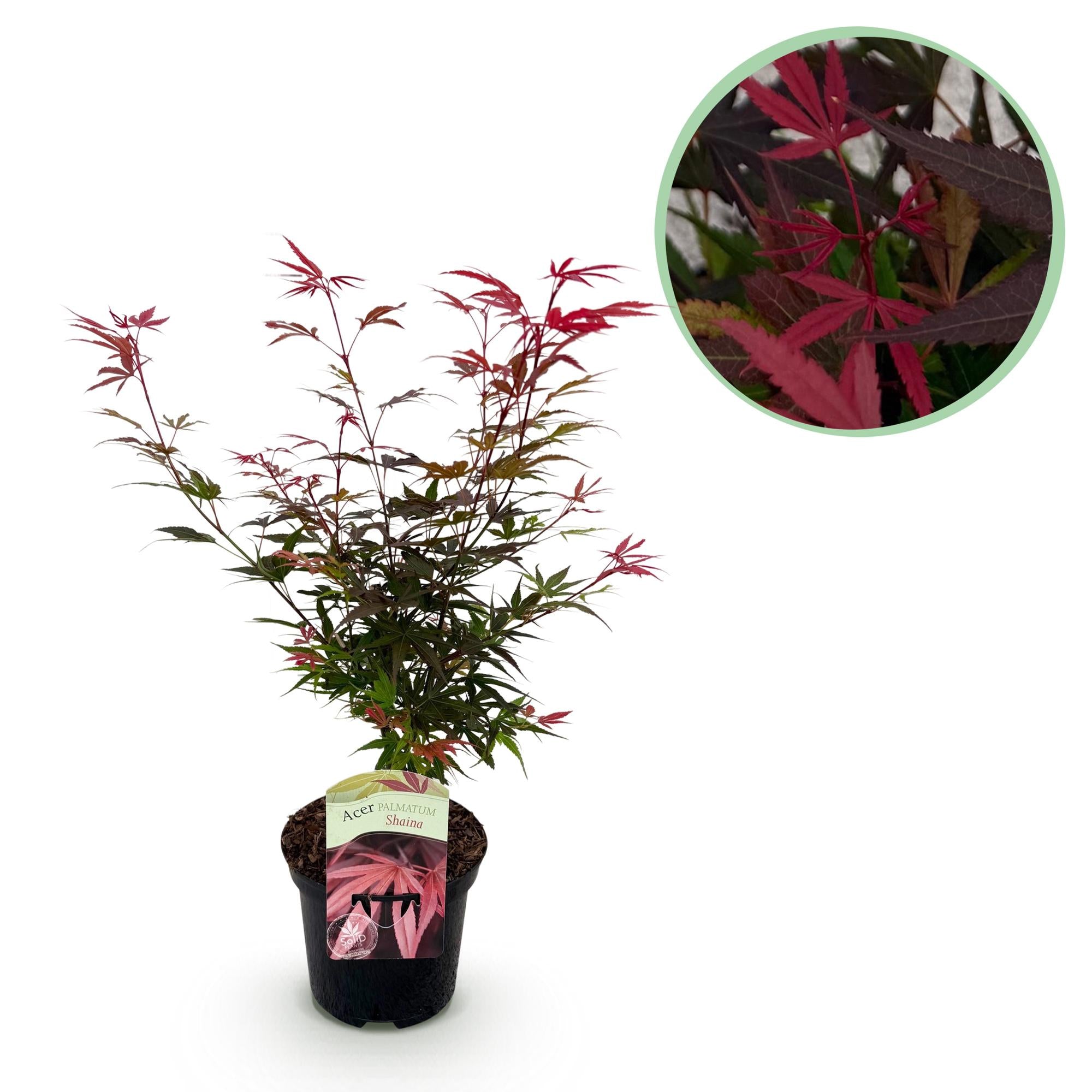 Japanischer Ahorn Shaina in roter Färbung, topf 19cm, laubabwerfend, ca. 70cm hoch, Everspring Pflanze