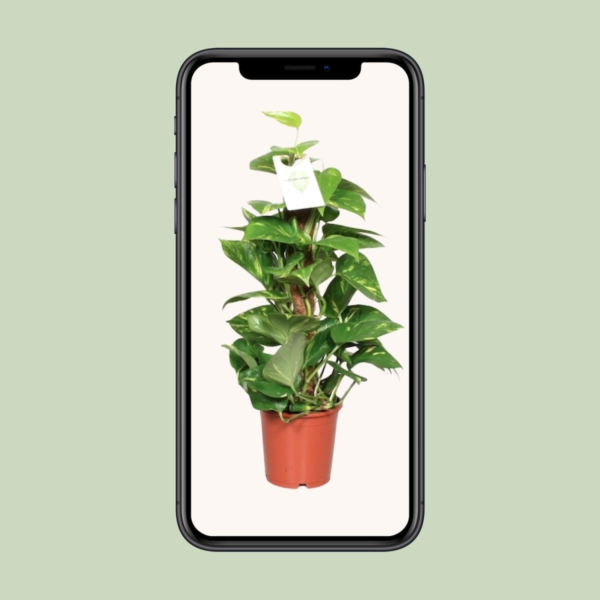 Epipremnum Pinnatum Mosstok 60cm Scindapsus - Ø15cm - ↕60cm - Wurzelwerk Design