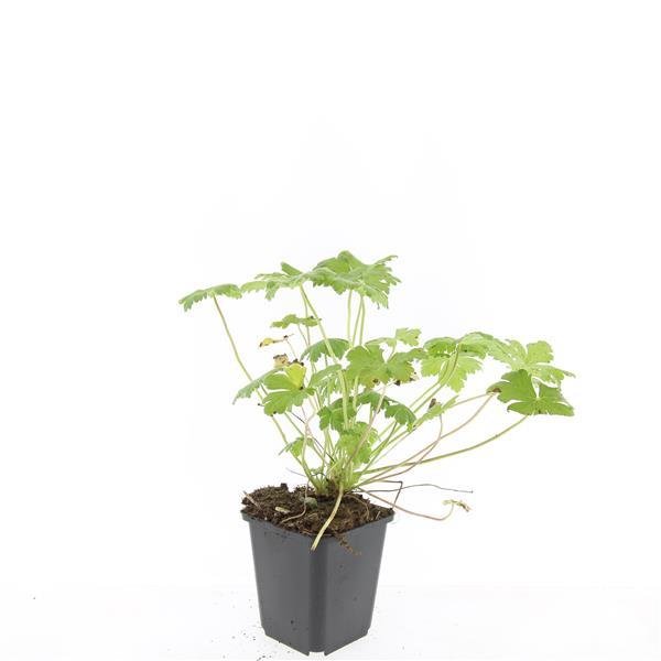 24x Geranium macrorrhizum ‘Czakor’ – Balkan - Storchschnabel mit roten Blüten – Höhe 10–25 cm – Ø 9 cm - Wurzelwerk Design