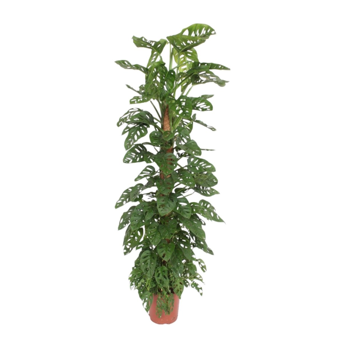 Monstera Monkey Leaf kaufen – Monstera obliqua, trendige Lochpflanze - Wurzelwerk Design