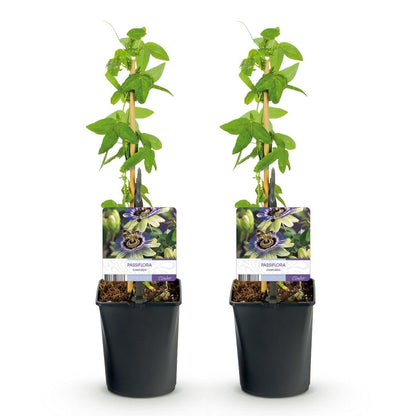 Passionsblume Passiflora caerulea | Blaue Blüten – 2 Pflanzen 40 cm Ø11 cm Topf - Wurzelwerk Design