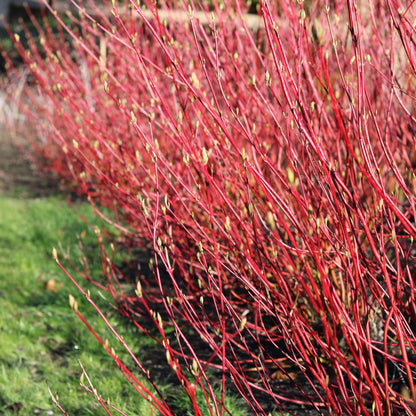 Rote Cornus sibirica Pflanze in Topf, laubabwerfend, ca. 45cm hoch, wenig Pflege, Everspring Marke, für Garten und Balkon