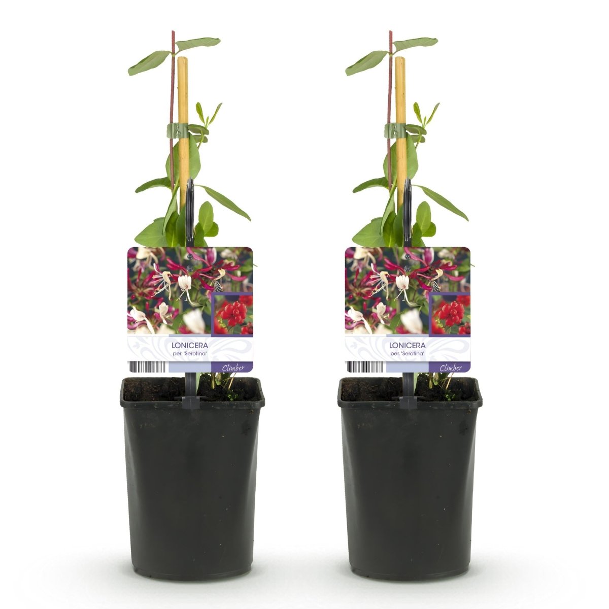 Lonicera serotina | Duftendes Geißblatt mit rosa - weißen Blüten – 2 Pflanzen im 11 cm Topf - Wurzelwerk Design