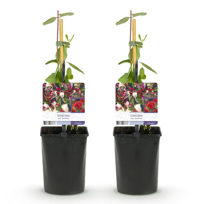 Lonicera serotina | Duftendes Geißblatt mit rosa - weißen Blüten – 2 Pflanzen im 11 cm Topf - Wurzelwerk Design
