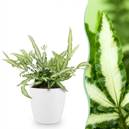 Schwertfarn kaufen | Pteris cretica Albolineata – Topf Ø 12 cm, Höhe 20 cm - Wurzelwerk Design