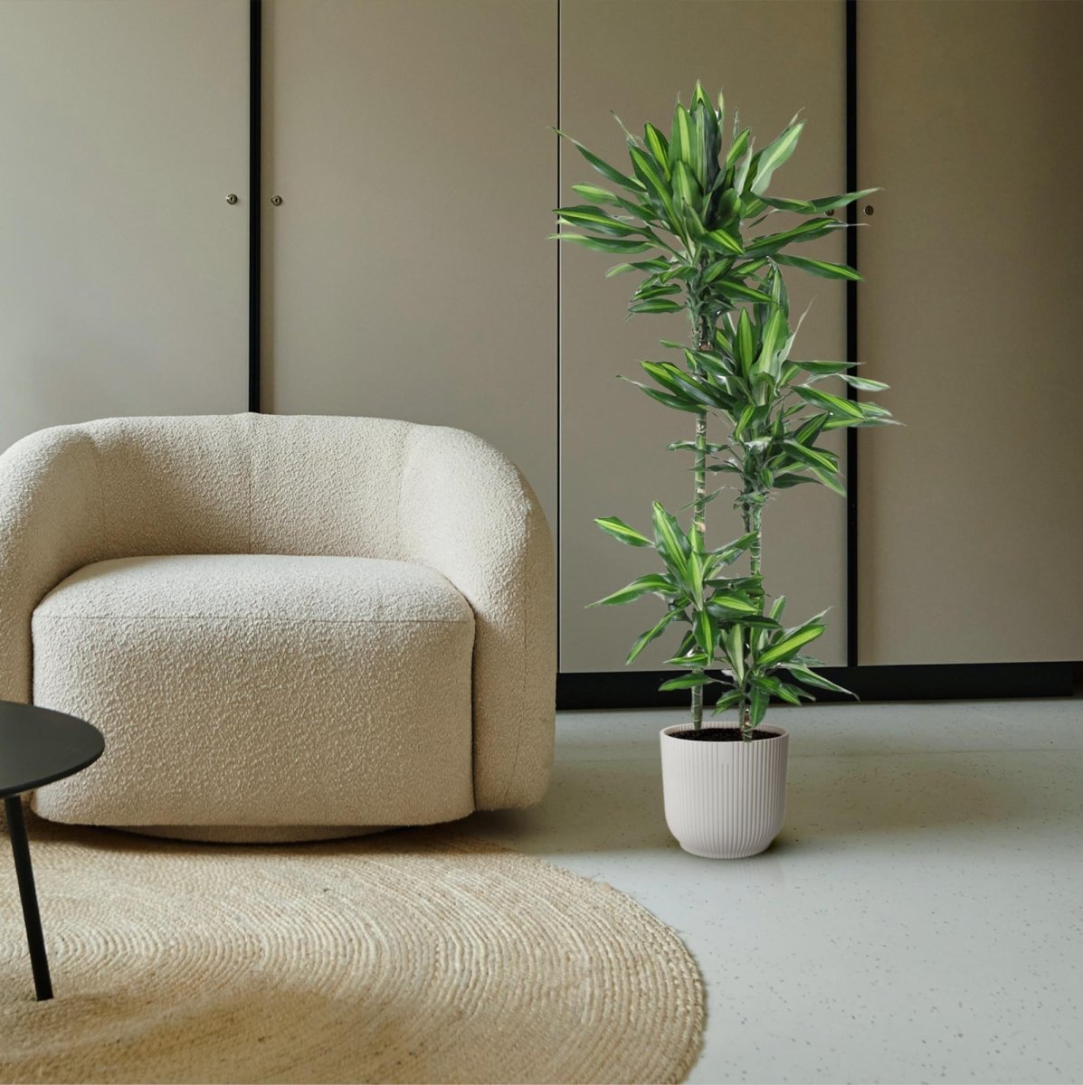 Dracaena Cintho – Pflegeleichte Zimmerpflanze mit exotischem Flair - Wurzelwerk Design