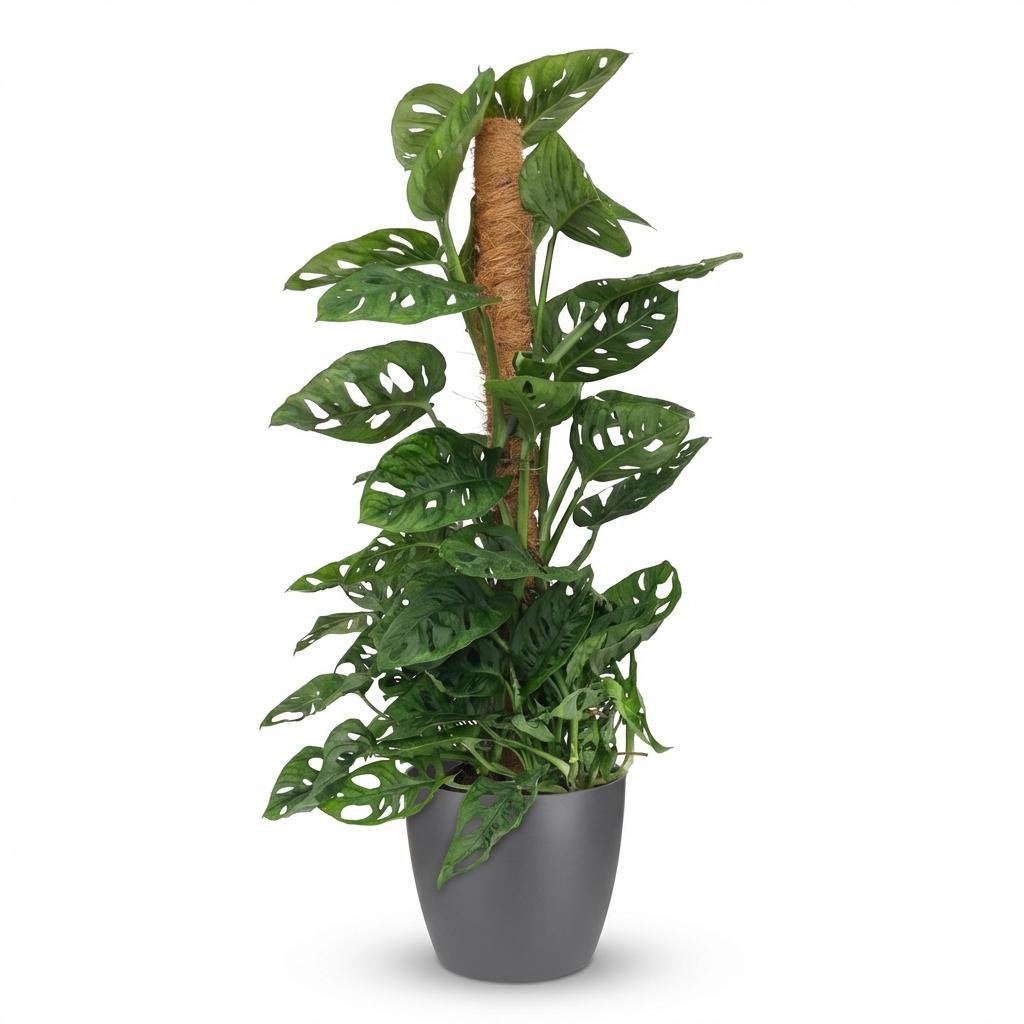 Monstera Adansonii mit Korb | Monkey Mask Moosstab – Topf 19 cm - Wurzelwerk Design