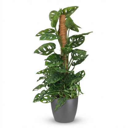 Monstera Adansonii mit Korb | Monkey Mask Moosstab – Topf 19 cm - Wurzelwerk Design