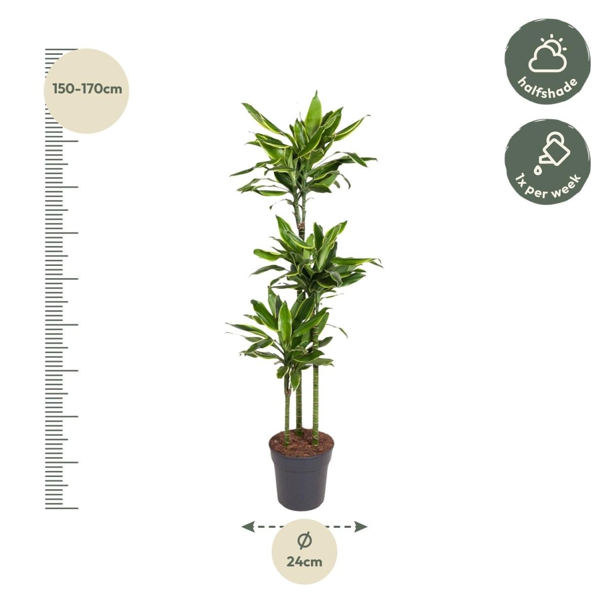 Dracaena Golden Coast 140 - 200 cm – Pflegeleicht &amp; luftreinigend - Wurzelwerk Design