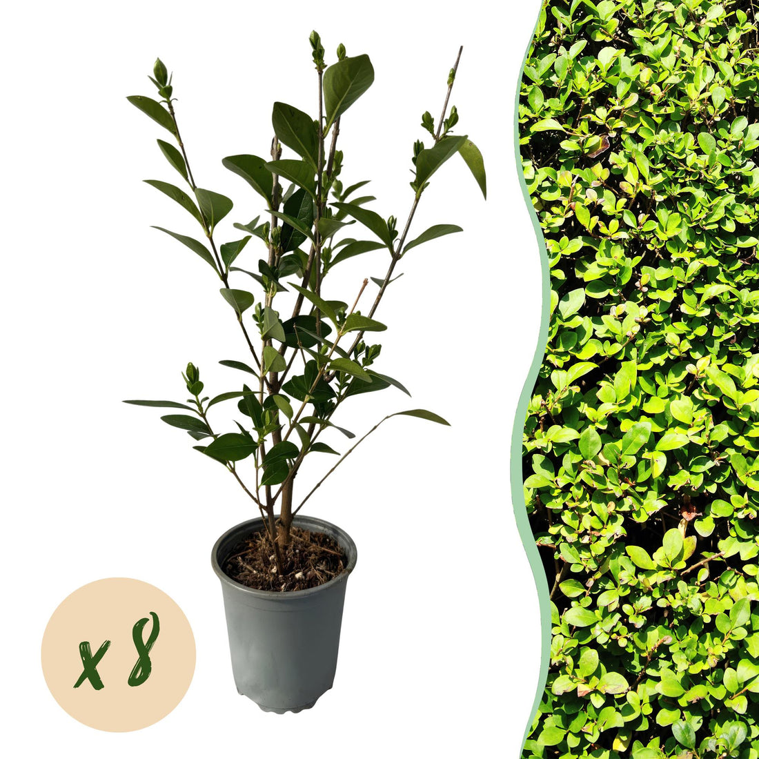 Everspring Ligustrum ovalifolium, 8 immergrüne, schnittfeste Pflanzen für 1 m Hecke, in Töpfen, grüne Blätter, Gartenpflanzen
