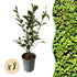 Ligustrum ovalifolium – 8 Pflanzen für 1 m Hecke | Immergrün & schnittfest - Wurzelwerk Design