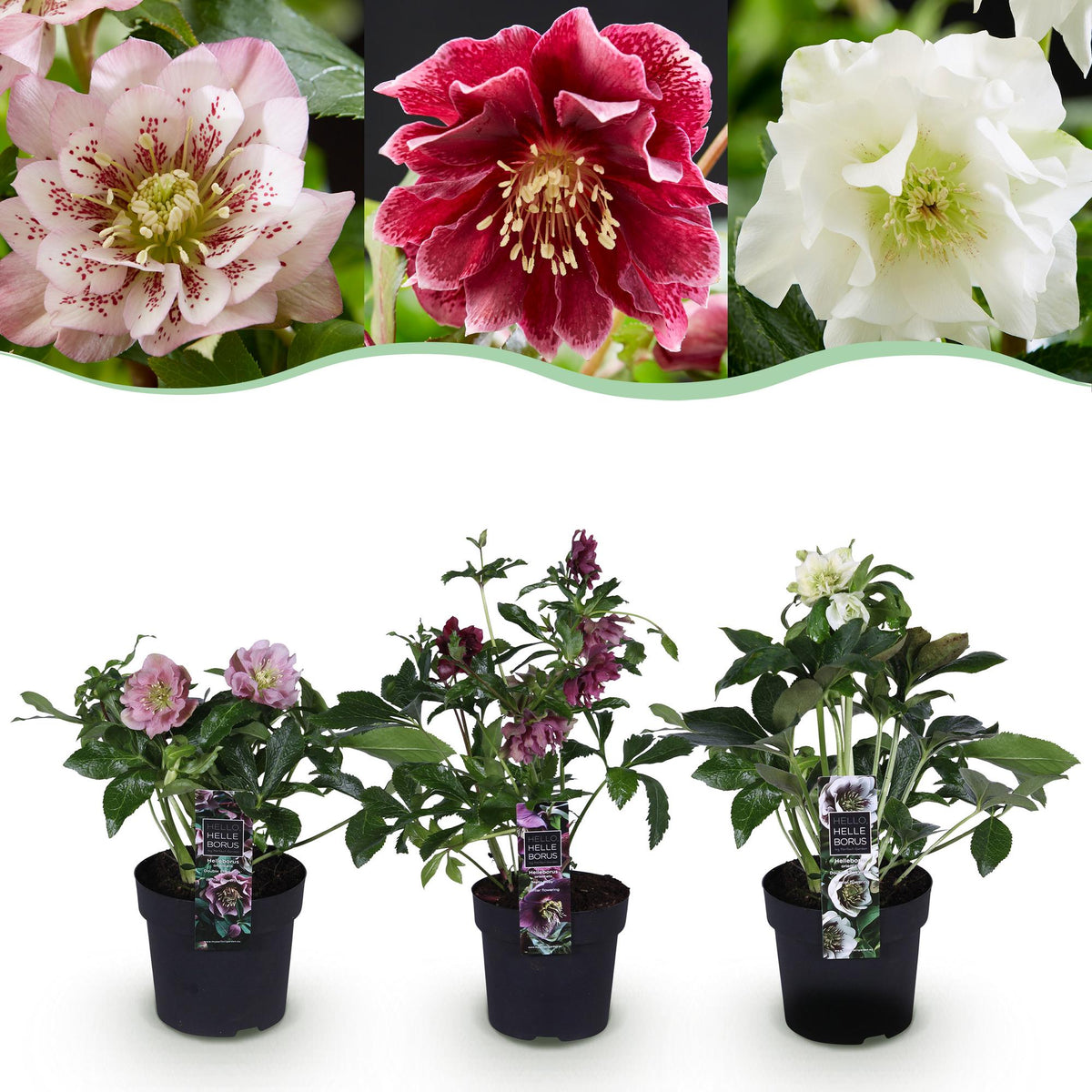 Lenzrose &