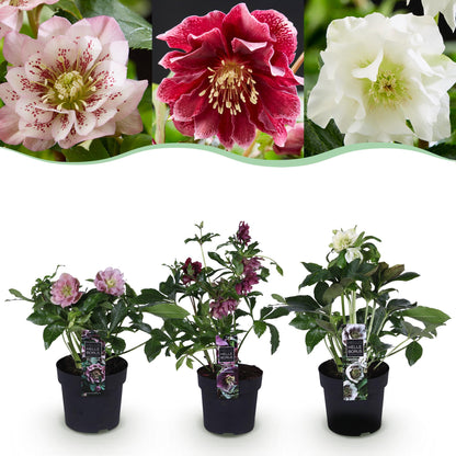 Lenzrose &
