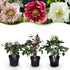Lenzrose &