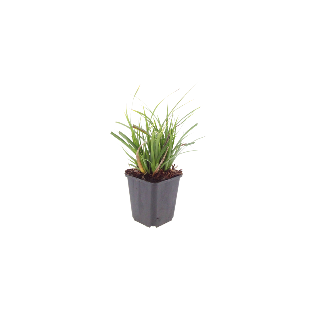 6x Carex morrowii - ↕10-25cm - Ø9cm